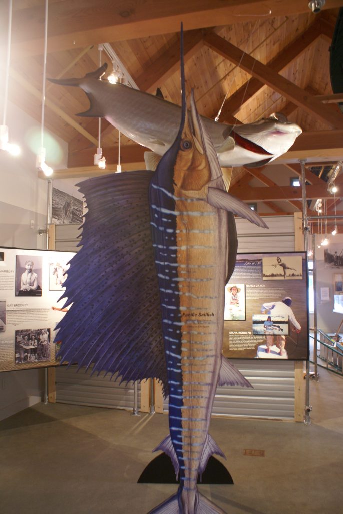 Life-size display of record sailfin